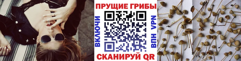 Псилоцибиновые грибы MAGIC MUSHROOMS Кохма